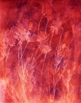 Chamomilla I by Mirian Jacobs