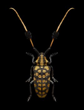 Bug III by Edo Kars