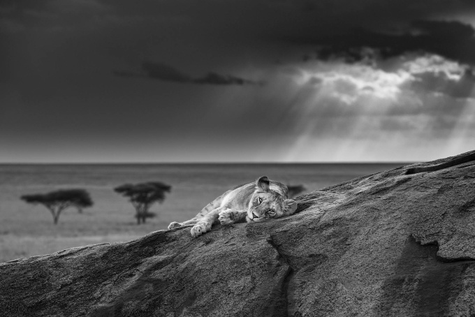 Serengeti by James Lewin