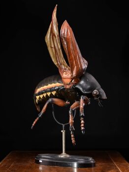 Large Didactical Model of a Cockchafer or May bug sold by the  “ Denoyer-Geppert Company of Chicago », distributors of the Robert Brendel collection from Germany by Onbekende Kunstenaar