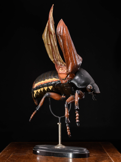 Large Didactical Model of a Cockchafer or May bug sold by the “ Denoyer-Geppert Company of Chicago », distributors of the Robert Brendel collection from Germany by Artista Sconosciuto