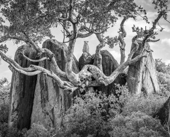 The Leopard's Realm by James Lewin