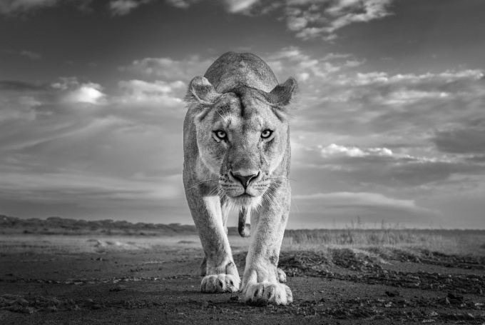 No Escape by James Lewin