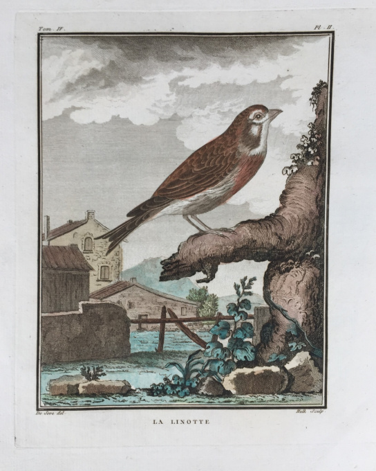 L'histoire naturelle des oiseaux: 20 engravings depicting birds by Georges-Louis Leclerc, Comte de Buffon