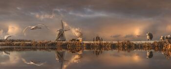 Rietsnijders in de winter by MAARTJE ROOS