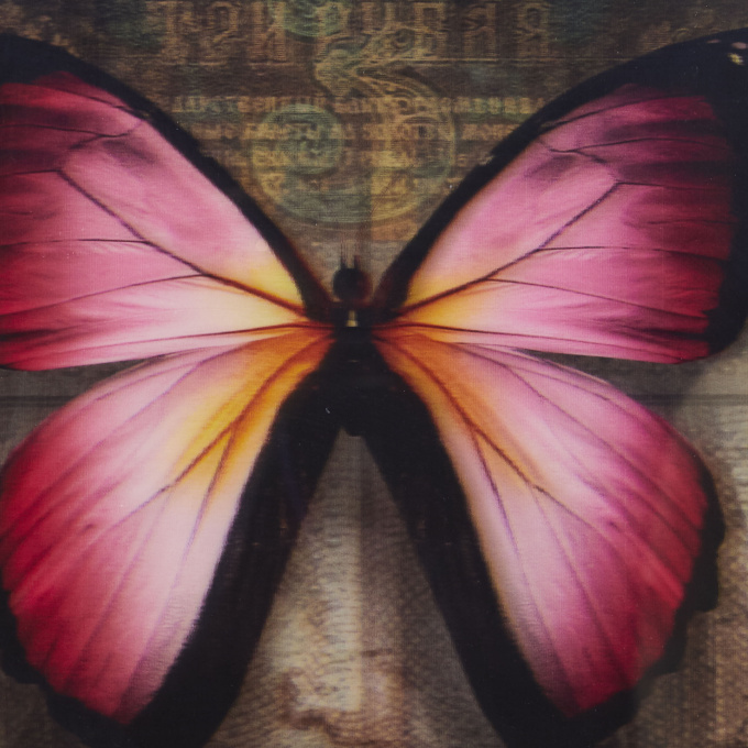 Papillon 3 by James Chiew