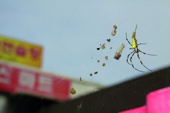 Untitled ( Spinne ) by Flo Maak