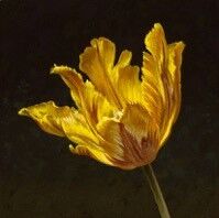 Tulpenportret 23 by Roman & Henriëtte Reisinger