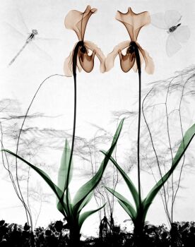 Orchids by Arie van 't Riet