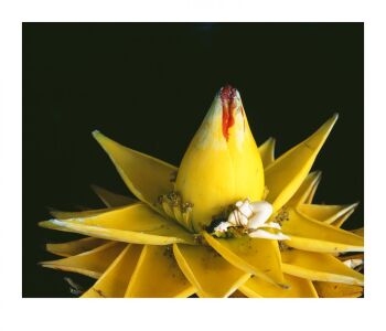 MONSTROUS PARADISE #146 by Nobuyoshi Araki (荒木経惟)