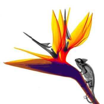 Strelizia Chameleon by Arie van 't Riet