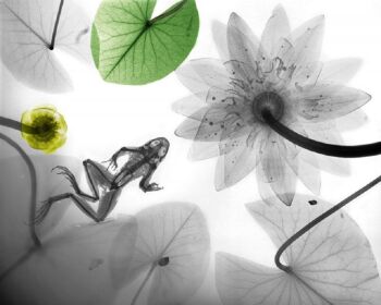 Frog Water Lily by Arie van 't Riet