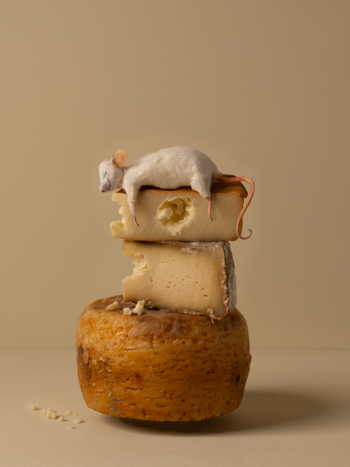 Cheesy by Kaat Stieber