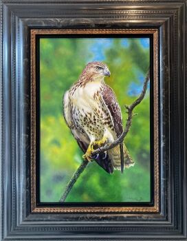 Alerte Buizerd by Walter Elst