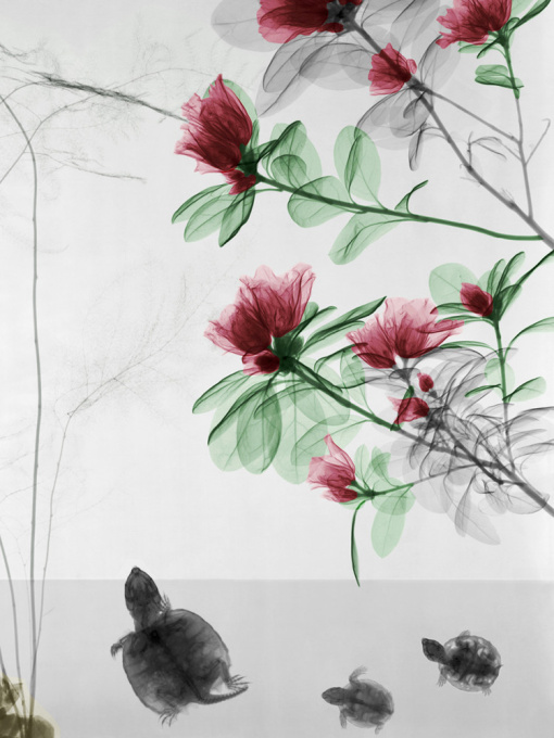 Turtles Trachycarpus Azalea by Arie van 't Riet