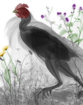 Chicken by Arie van 't Riet