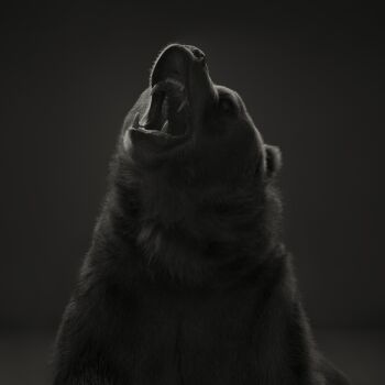 Kodiak Bear #2, American West by Dean West
