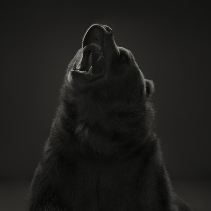 Kodiak Bear #2, American West by Dean West