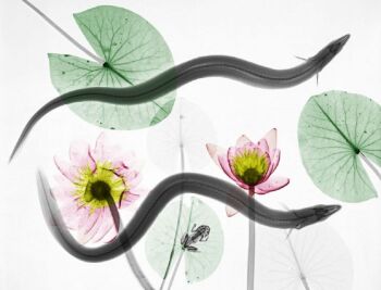 Eel  by Arie van 't Riet
