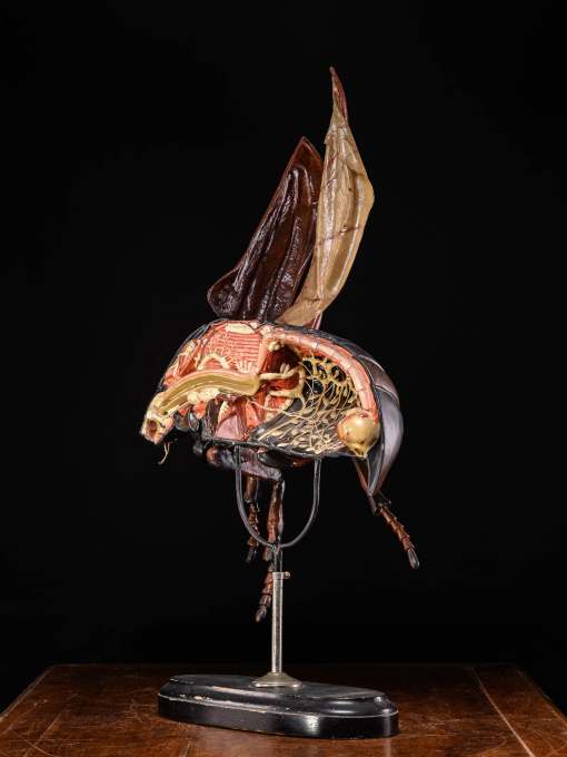 Large Didactical Model of a Cockchafer or May bug sold by the “ Denoyer-Geppert Company of Chicago », distributors of the Robert Brendel collection from Germany by Artista Sconosciuto