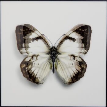 Butterfly White II by James Chiew