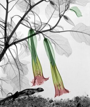 Iguana Angels Trumpet (Brugmansia) by Arie van 't Riet
