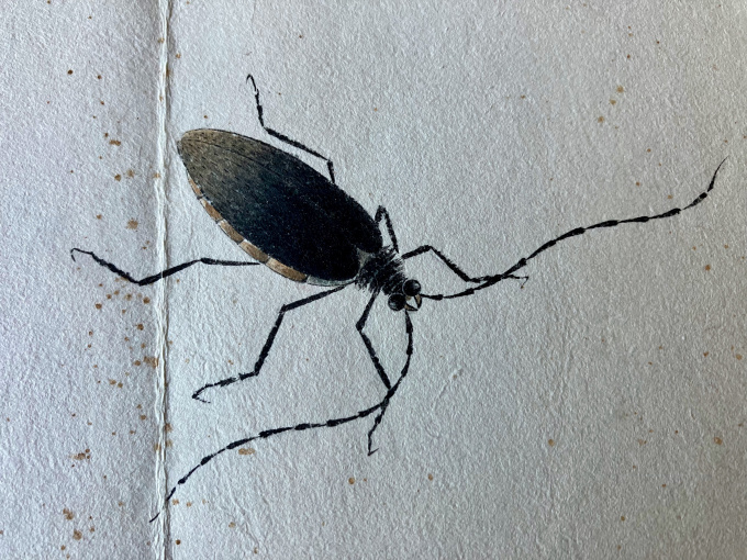 'Insects' by Qi Baishi