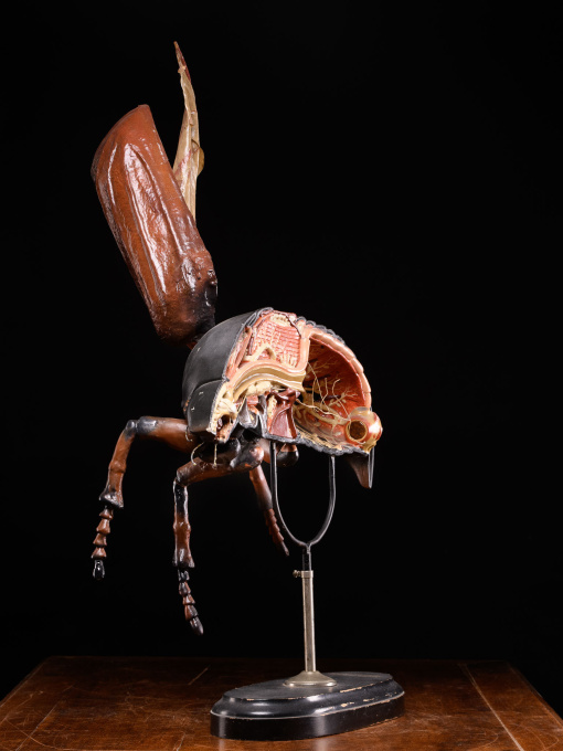 Large Didactical Model of a Cockchafer or May bug sold by the “ Denoyer-Geppert Company of Chicago », distributors of the Robert Brendel collection from Germany by Artista Sconosciuto