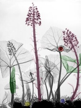 Butterbur by Arie van 't Riet