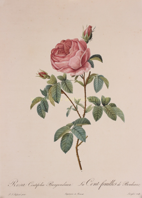 Hundred petalled Burgundy rose by Pierre-Joseph Redoute