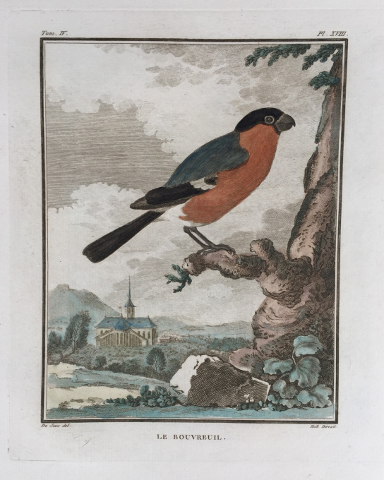 L'histoire naturelle des oiseaux: 20 engravings depicting birds by Georges-Louis Leclerc, Comte de Buffon