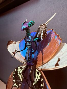 Fairy by Cedric Laquieze