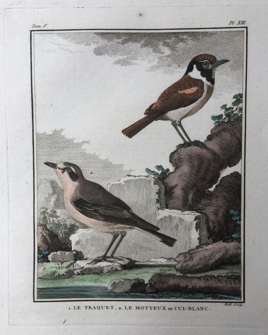 L'histoire naturelle des oiseaux: 20 engravings depicting birds by Georges-Louis Leclerc, Comte de Buffon