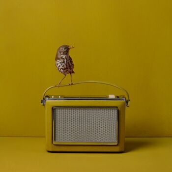 Radio by Kaat Stieber