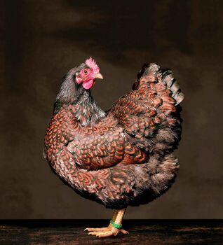 BARNEVELDER HEN #1, 2014 by Alex ten Napel