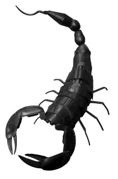 Escorpión by Miquel Aparici