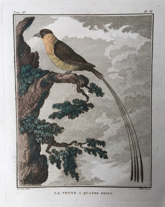 L'histoire naturelle des oiseaux: 20 engravings depicting birds by Georges-Louis Leclerc, Comte de Buffon