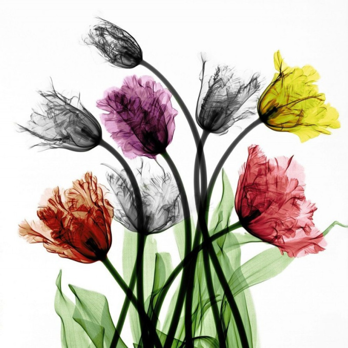 French Tulips by Arie van 't Riet