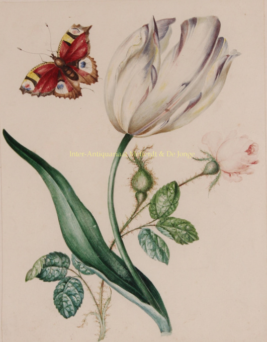 Tulip with rose and butterfly by James Holland