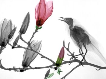 Turdus Merula - Magnolia by Arie van 't Riet
