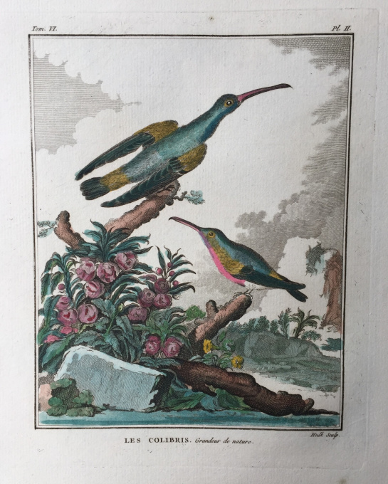 L'histoire naturelle des oiseaux: 20 engravings depicting birds by Georges-Louis Leclerc, Comte de Buffon