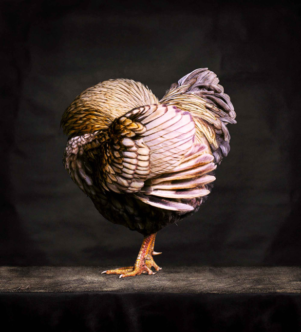 WYANDOTTE HEN #1, 2022 by Alex ten Napel