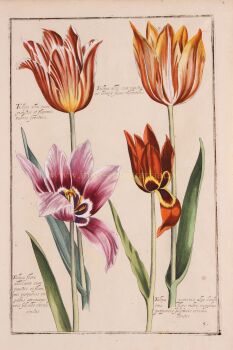 ONE OF THE MOST BEAUTIFUL TULIP ENGRAVINGS EVER PUBLISHED by Daniel Rabel
