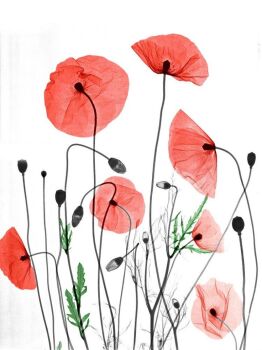 Poppies by Arie van 't Riet