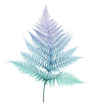 Fern (Edition of 25) by Nick Veasey
