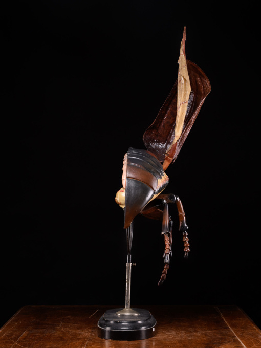 Large Didactical Model of a Cockchafer or May bug sold by the “ Denoyer-Geppert Company of Chicago », distributors of the Robert Brendel collection from Germany by Artista Sconosciuto