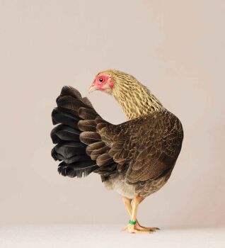 TWENTSE KRIEL HEN #1, 2014 by Alex ten Napel