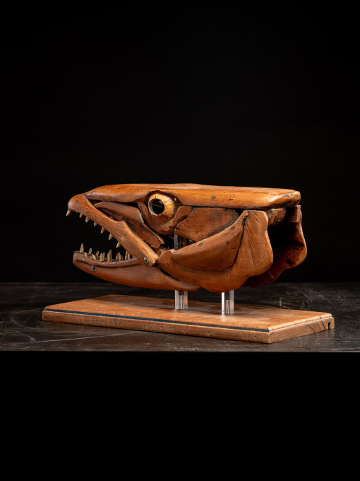A handmade wooden sculpture, study of a Barracuda head, mouth open, resting on wooden plinth by Unbekannter Künstler