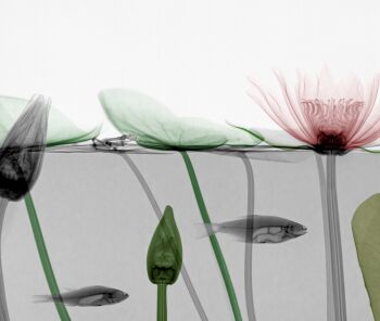 Roach Water Lily by Arie van 't Riet