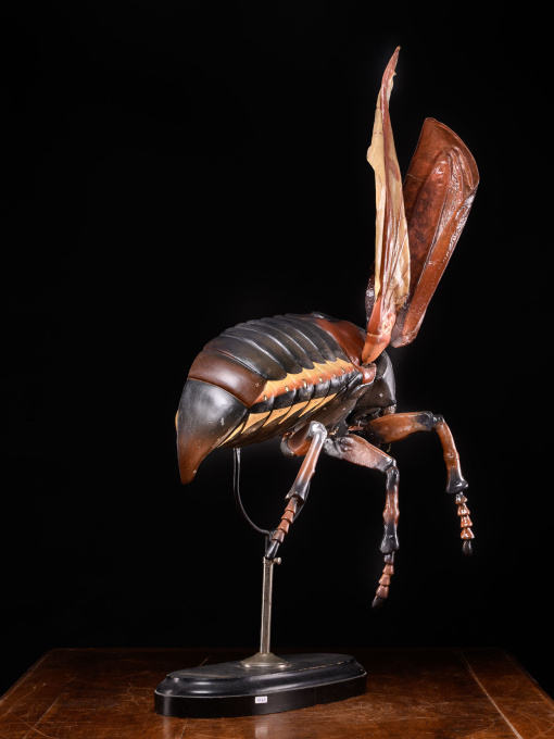 Large Didactical Model of a Cockchafer or May bug sold by the “ Denoyer-Geppert Company of Chicago », distributors of the Robert Brendel collection from Germany by Artista Sconosciuto